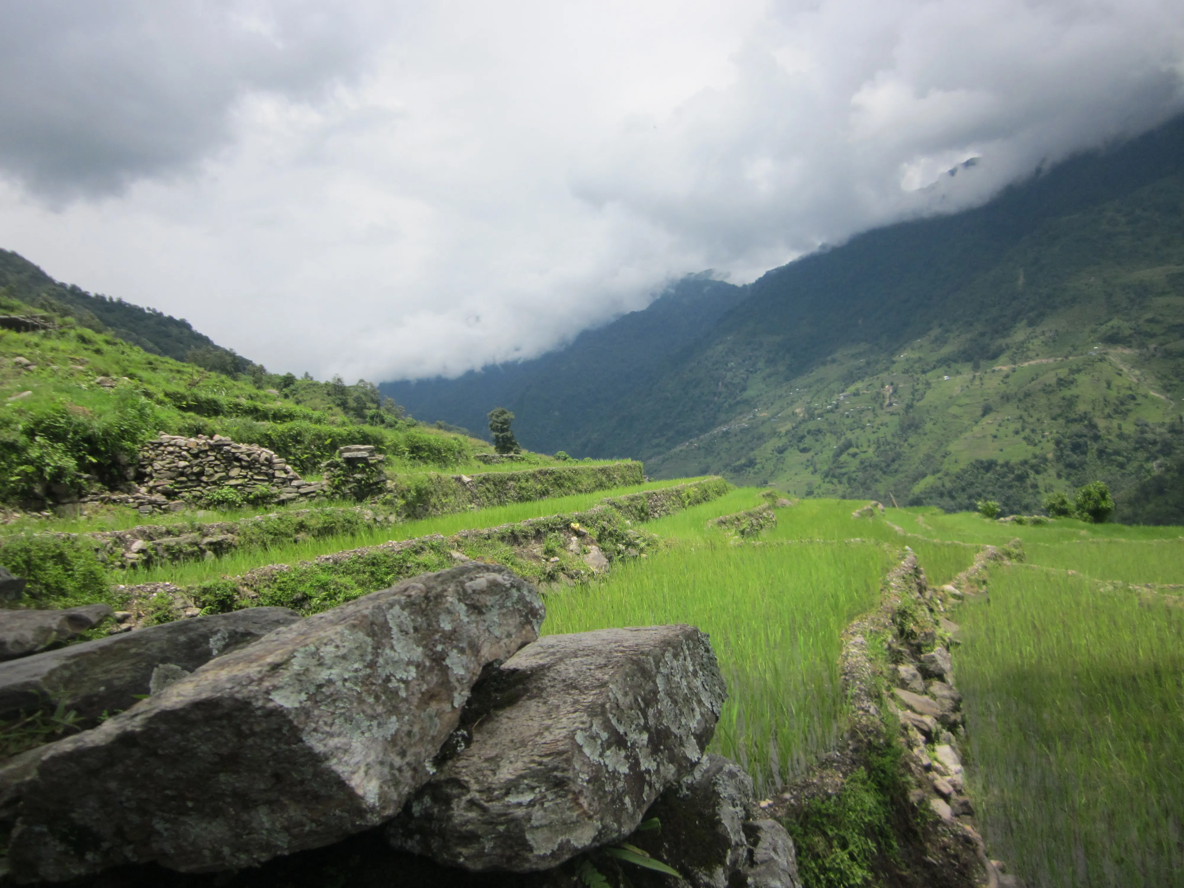 Green terraced paddy fields under monsoon cloud in the Nepali hills.